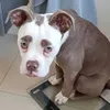 Madame Eyebrows, Anjing Tersedih