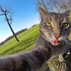 Kucing Selfie