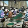proses produksi teh tahun 1900 di jepang