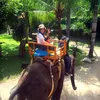 Carissa Putri ke Bali Bareng Baby Q