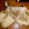 Anjing Dengan Perawatan Ribuan Dollar