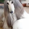 Anjing Dengan Perawatan Ribuan Dollar