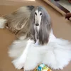 Anjing Dengan Perawatan Ribuan Dollar