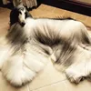 Anjing Dengan Perawatan Ribuan Dollar