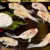 foto sushi berbentuk ikan koi