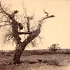 Kematian tradisi