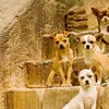 beverly hills cihuahua
