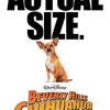 beverly hills cihuahua