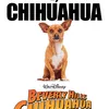 beverly hills cihuahua