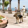 beverly hills cihuahua