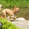 beverly hills cihuahua