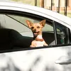 beverly hills cihuahua