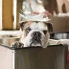 hotel for dogs