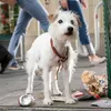 hotel for dogs