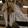 inkheart