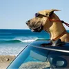 Marmaduke