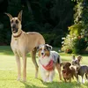 Marmaduke
