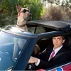 Marmaduke