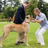 Marmaduke