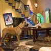 Marmaduke