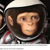 space chimps