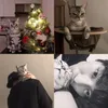Aktor Korea Ganteng Pecinta Kucing