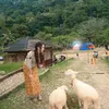 Esta Pramanita sedang bermain dengan domba.