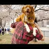 Sinopsis film Good Boy