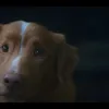 Sinopsis film Good Boy