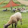 Latitude Festival