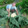 Buah dan Sayur Terbesar di Dunia