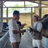 Raffi Ahmad beli sapi di Irfan Hakim