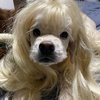 Sedangkan yang ini namanya Kai. Kai adalah anjing jenis Cocker Spaniel. Sekali lagi Kai pakai wig di foto ini.