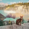 suki the cat, pecinta kucing, kucing traveling, adventure cat
