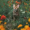 suki the cat, pecinta kucing, kucing traveling, adventure cat