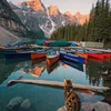 suki the cat, pecinta kucing, kucing traveling, adventure cat