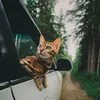 suki the cat, pecinta kucing, kucing traveling, adventure cat