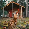 suki the cat, pecinta kucing, kucing traveling, adventure cat