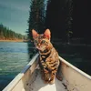 suki the cat, pecinta kucing, kucing traveling, adventure cat