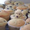 anjing lucu