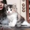 Selebriti Indonesia Pelihara Kucing
