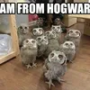 Jokes Harry Potter