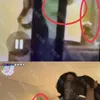 rumor pacaran Jungkook BTS