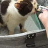 Kucing Uya Kuya Ikut Dijarah Massa