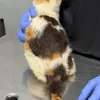 Kondisi Kucing Uya Kuya