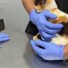 Kondisi Kucing Uya Kuya