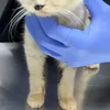 Kondisi Kucing Uya Kuya