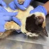 Kondisi Kucing Uya Kuya