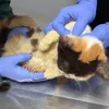 Kondisi Kucing Uya Kuya