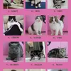 Kondisi Kucing Uya Kuya